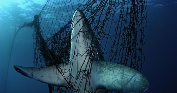 Καρχαρίας, ένας παρεξηγημένος και ευάλωτος κυνηγός (Εικόνες)