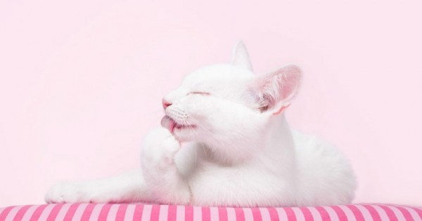 25 πανέμορφες φωτογραφίες που ορίζουν την τελειότητα της γάτας. (Εικόνες)