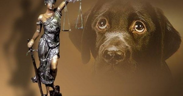 Με εντολή του Αρείου Πάγου η πιστή τήρηση του αυτοφώρου και άμεση δίκη όσων συλλαμβάνονται για εγκλήματα κατά των ζώων.