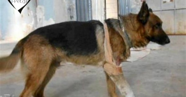 Πέντε αδέσποτοι σκύλοι έσωσαν 12χρονη από βιασμό!