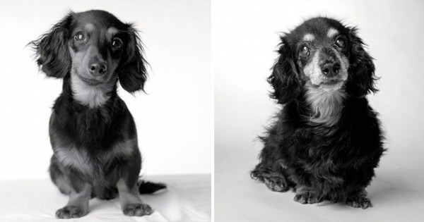 Πως γερνούν οι σκύλοι: ένα φωτογραφικό project που θα σας συγκινήσει! (Εικόνες)