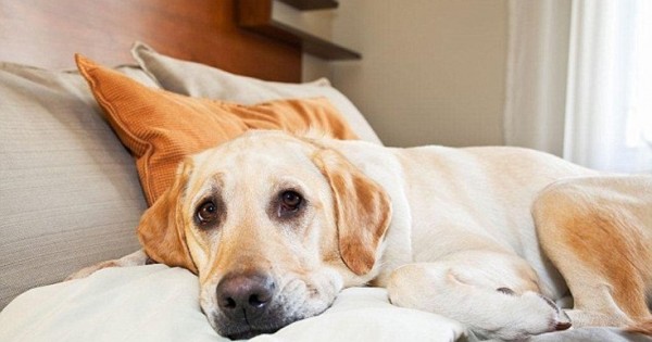 Ξενοδοχείο θεωρεί τους σκύλους πιο ευπρόσδεκτους από τους ανθρώπους (Εικόνες)
