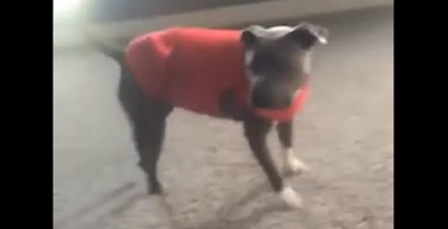 Ο σκύλος μιμείται ακροβατικά ενός μικρού κοριτσιού (Βίντεο)