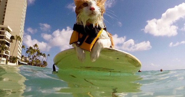 Η πανέμορφη μονόφθαλμη γάτα που λατρεύει να κολυμπάει και να κάνει surf στη Χαβάη (Βίντεο)