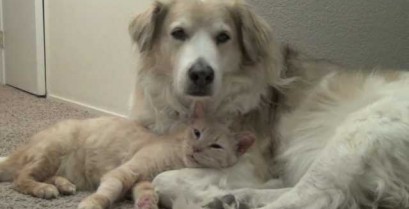 Γάτα και σκύλος σε τρυφερές στιγμές (Βίντεο)