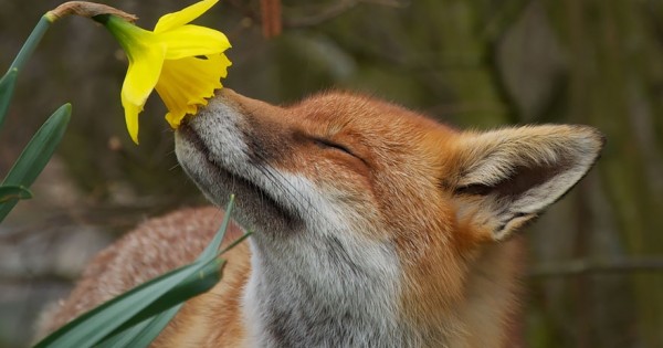 Αξιολάτρευτες εικόνες με ζώα που… μυρίζουν λουλούδια (Εικόνες)