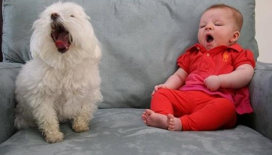 10 σκύλοι που χασμουριούνται και θα σας κάνουν και εσάς να νυστάξετε σίγουρα (Εικόνες)