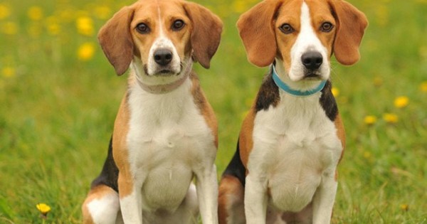 7 ράτσες σκύλων που προτιμούν την ανθρώπινη συντροφιά (Εικόνες)