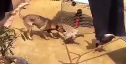 Σκύλος προσπαθεί να σταματήσει τον καβγά των κοτόπουλων (Βίντεο)