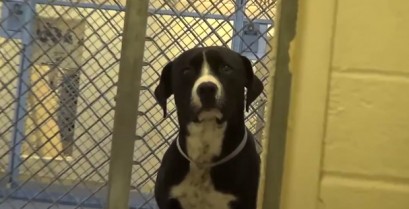 Σκύλος σε καταφύγιο τρελαίνεται από τη χαρά του όταν τον υιοθετούν (Βίντεο)