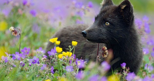 Ανακαλύψτε τη μαγευτική και μυστικιστική ομορφιά των μαύρων αλεπούδων. Τέλειες. (Εικόνες)