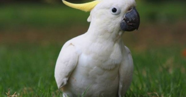 Τα πιο έξυπνα πουλιά του κόσμου! (photos)