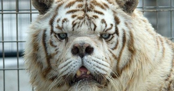 Βγαλμένη από θρίλερ: H ασχημότερη τίγρης του πλανήτη! (Εικόνες)