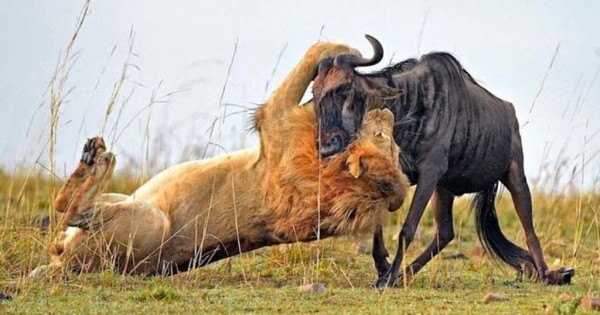 Η απίστευτη μονομαχία ανάμεσα σε γκνου και λιοντάρι