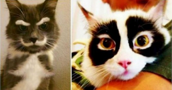 Φωτογραφίες από 14 χαριτωμένες γάτες που θα σας κλέψουν αμέσως την καρδιά!