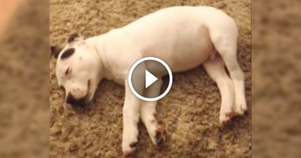 Ξεκαρδιστικό βίντεο: Σκυλάκι ξυπνάει τρομαγμένο από τα ίδια του τα αέρια!
