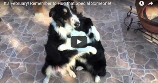 Ένα πολύ γλυκό βίντεο: Δύο σκυλάκια αγκαλιάζονται σαν άνθρωποι!
