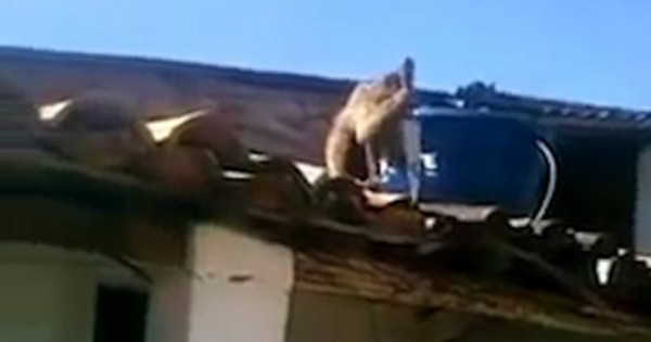Βίντεο: Μεθυσμένος πίθηκος κυνήγησε τους θαμώνες ενός μπαρ με μαχαίρι 30 εκατοστών