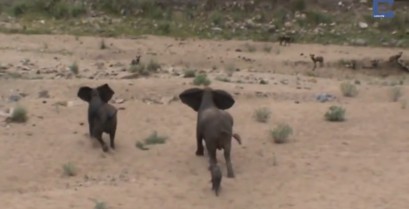 Ελέφαντες προστατεύουν το μικρό τους από αρπακτικά (βίντεο)