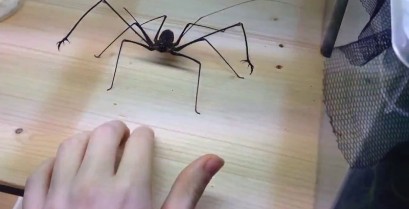 Η τρομακτική αράχνη Euphrynichus Amanica