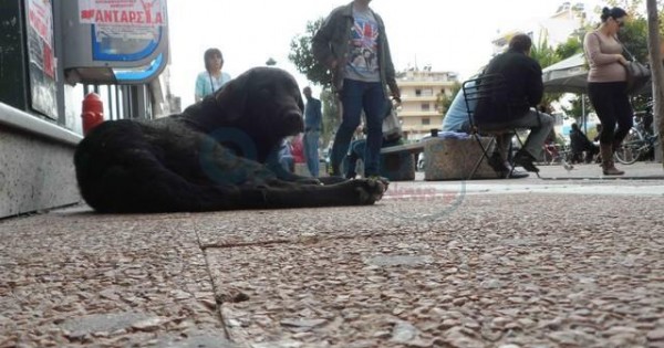Έριξαν φόλες στον χώρο του Δήμου Καλαμάτας που φιλοξενούνταν αδέσποτα ζώα!