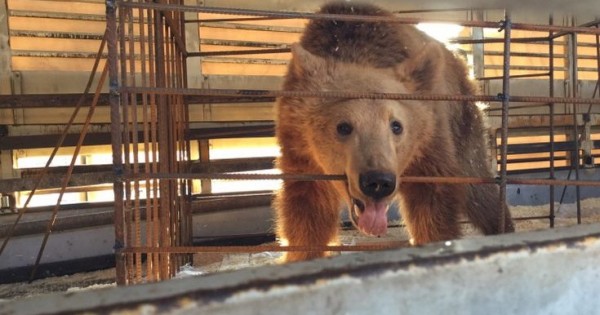 Καταφύγιο στον «Αρκτούρο» για τρία ακόμη αρκουδάκια