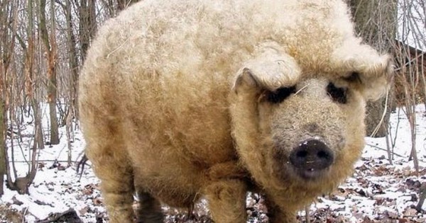 Απίστευτη ιστορία: Το γουρούνι που μοιάζει με πρόβατο και… λειτουργεί σαν σκύλος
