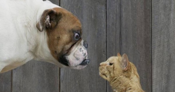 Έρευνα: Ποιος μας αγαπά περισσότερο; Η γάτα ή ο σκύλος;
