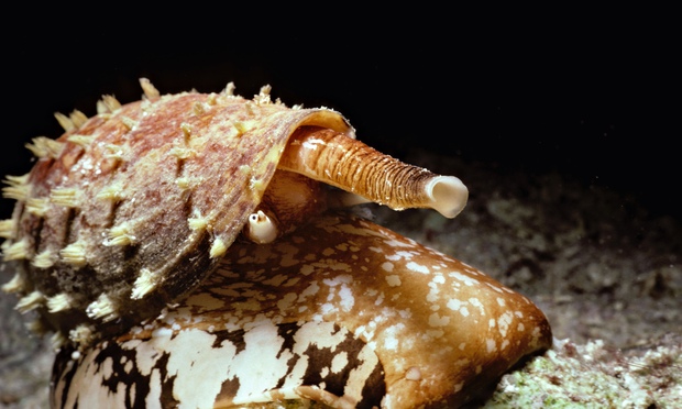 The deadly geographic cone snail
