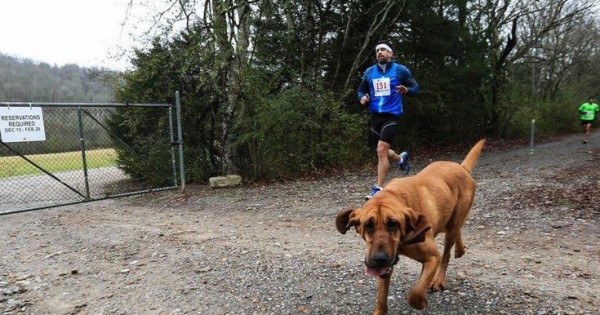 Το σκυλί που έτρεξε ημιμαραθώνιο
