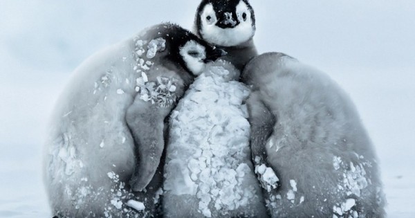 Με αυτό τον τρόπο επιβιώνουν οι πιγκουίνοι στην παγωνιά της Ανταρκτικής