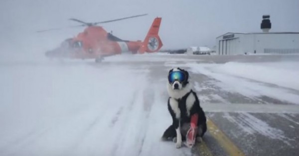 Ο πιο cool σκύλος που έχετε δει ποτέ – Δείτε που εργάζεται και γιατί φοράει μάσκα του σκι!