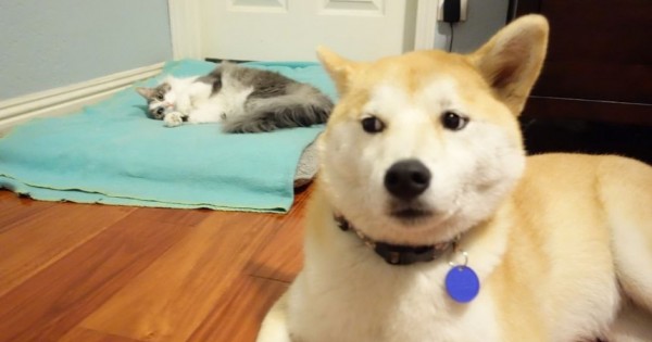 23 απελπισμένοι σκύλοι που βρήκαν τη γάτα να κοιμάται στο κρεββάτι τους