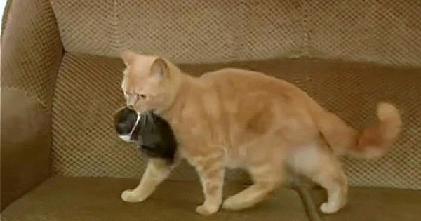 Δε θα πιστέψετε τι συνέβη όταν μια γάτα βρίσκει ένα ορφανό λαγουδάκι! (Βίντεο)
