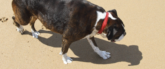 Ξεκαρδιστικό: Σκύλοι τα βάζουν με τις… σκιές τους! (Βίντεο)