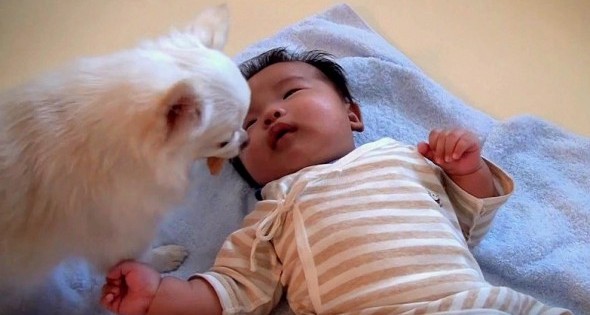 Το μωρό δε σταματούσε να κλαίει μέχρι που αυτός ο σκύλος…(Εικόνες)
