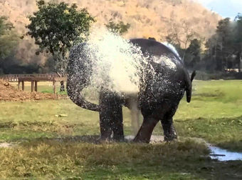 Ελέφαντας σπάει έναν ψεκαστήρα και κάνει αυτό που όλοι περιμένουμε! (Βίντεο)