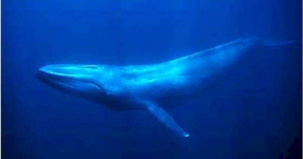 Ο φωτογράφος που κολυμπά με τις … φάλαινες [βίντεο]