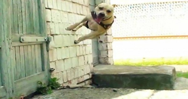 Δείτε έναν σκύλο λάτρη του… parkour (βίντεο)
