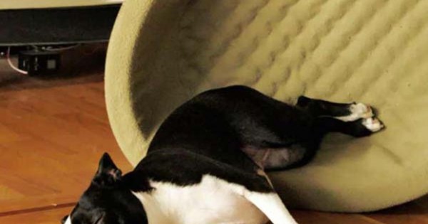 Η σχέση των σκύλων με τα … κρεβάτια τους! [φωτό]