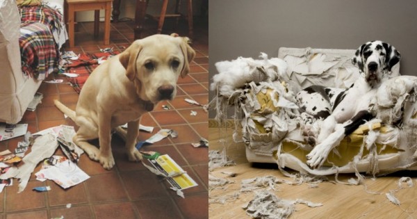 21 «Αθώα» Σκυλιά, που Δεν έχουν Ιδέα από που Προήλθε το Χάος (Εικόνες)