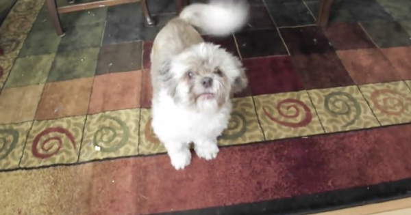 ΑΠΙΣΤΕΥΤΟ! Σκύλος που αντί να γαβγίζει… ΟΥΡΛΙΑΖΕΙ! (Βίντεο)