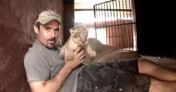 Αυτός ο άνθρωπος πήρε αγκαλιά ένα νεογέννητο λιονταράκι και η αντίδραση της μητέρας του εξέπληξε τους πάντες! (Βίντεο)