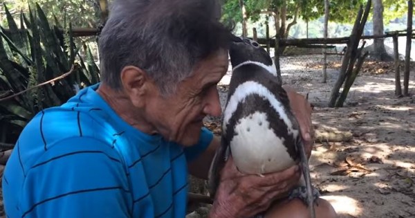 Πιγκουίνος ταξιδεύει κάθε χρόνο 5 χιλ. μίλια για να συναντήσει τον σωτήρα του (Βίντεο)