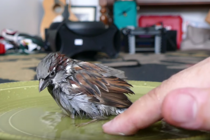 Ό,τι πιο γλυκό θα δείτε σήμερα: Μικρό πουλάκι κάνει μπάνιο σε ένα πιάτο! (Βίντεο)