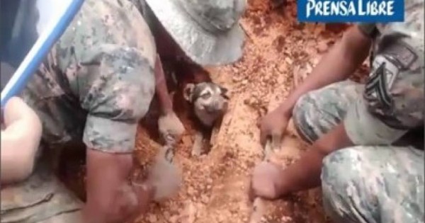 Διάσωση σκύλου μετά από κατολίσθηση (Βίντεο)