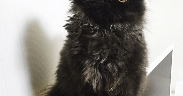 Gimo, ο Γάτος με τα μεγαλύτερα Μάτια στον Κόσμο! (Εικόνες)