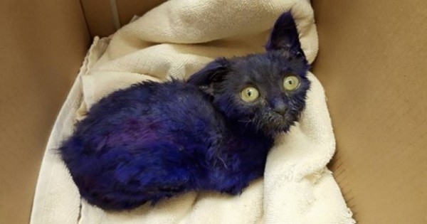 Η σοκαριστική ιστορία της μοβ γάτας που συγκίνησε το ίντερνετ (Εικόνες)