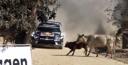 Οδηγός Ράλι αποφεύγει για λίγο τις αγελάδες (Βίντεο)