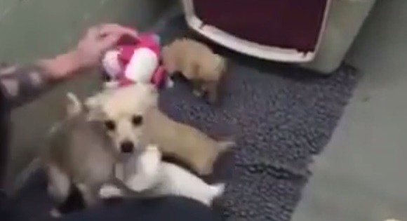 Θηλυκό σκυλί που εγκαταλείφθηκε σε καταφύγιο ξαναβρίσκεται με τα κουτάβια του (Βίντεο)